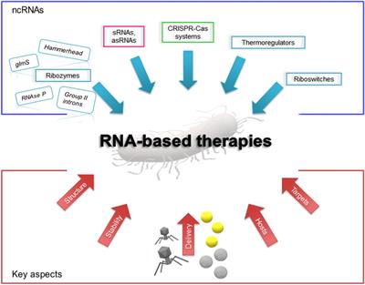 Insights Into Non-coding RNAs as Novel Antimicrobial Drugs